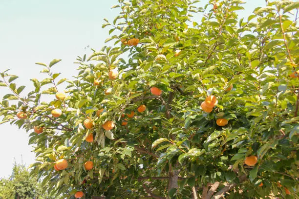 sweet persimmon tree