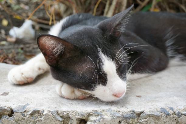 istock cute black cat sleep on cement floor 1009816470