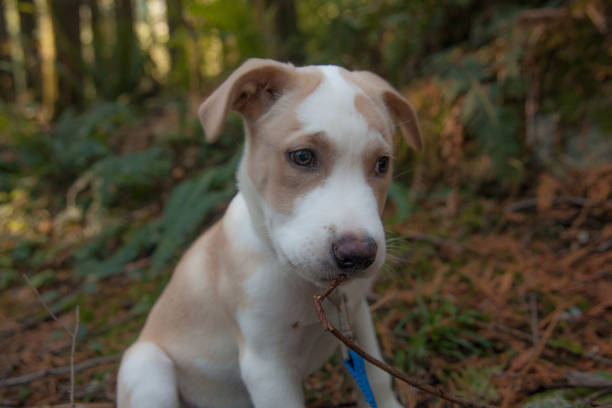 istock Puppy in Woods 1009816508
