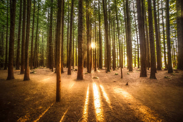 Huge redwood trees in a majestic forest