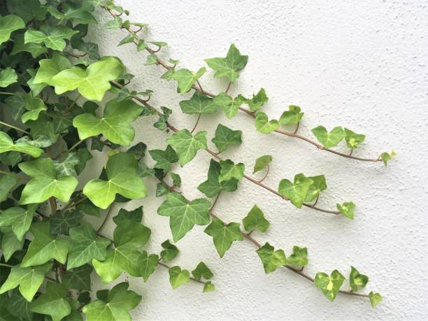 ivy sur blanc mur - climbing ivy photos et images de collection