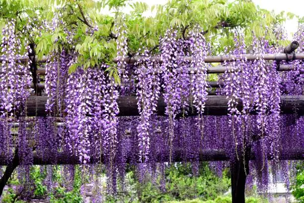 Wisteria is very graceful and attractive plant for spring season, with fragrant, violet-blue or lavender blooms in mid- to late spring. Its long racemes of flowers drape down from soft green heads of foliage. In addition to violet-blue or lavender, blooms can be pinkish or white color.