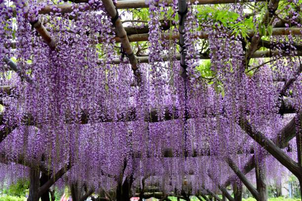 istock Japanese Wisteria Flowers 1009819112