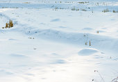 Dry grass in snow field