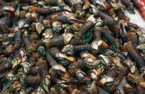 istock Barnacles at the fish market 1009822122