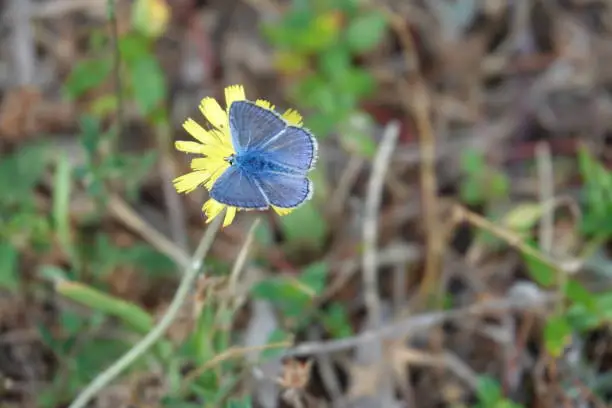 A common blue butterfly in Italy