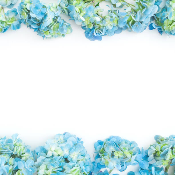 istock Frame of blue hydrangea flowers on white background. Flat lay, top view. Floral background 1009830450