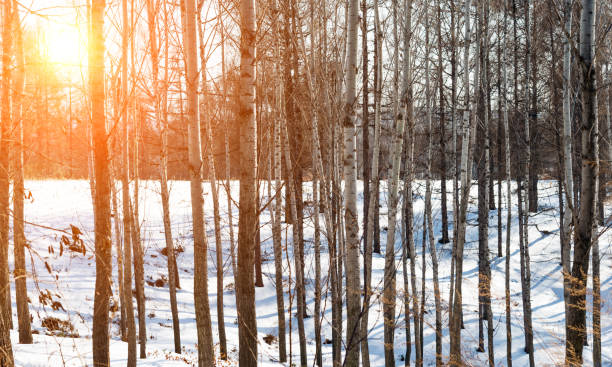istock The forest covering with snow 1009833168