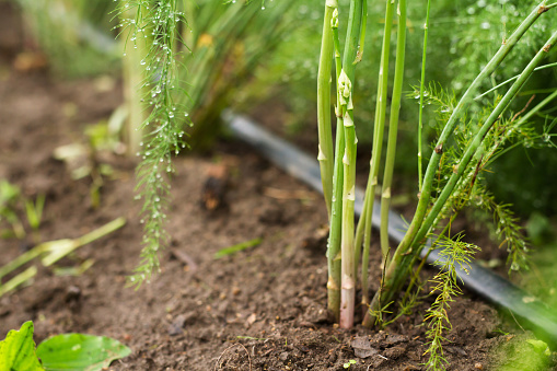 Asparagus grow on soil watering by dripping tube.