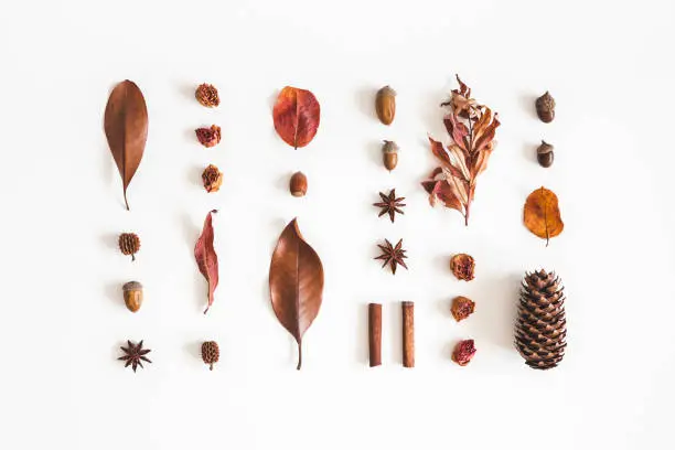 Photo of Autumn pattern on white background. Flat lay, top view