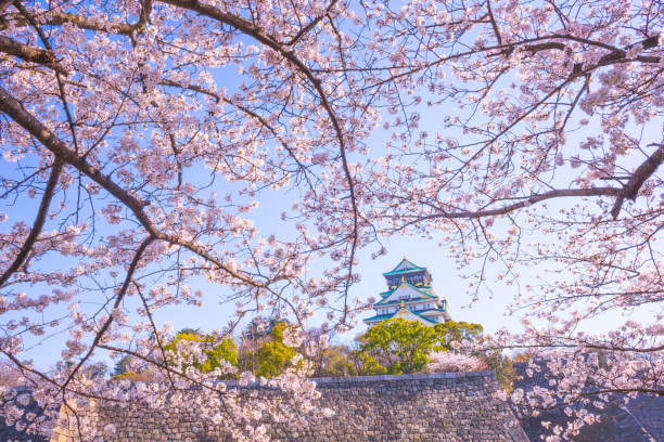 Osaka,Japan - March 28, 2018: Cherry Blossoms and Osaka Castle in Osaka, Japan. Osaka Castle was built by Toyotomi Hideyoshi, who ruled Japan in the latter half of the 16th century.