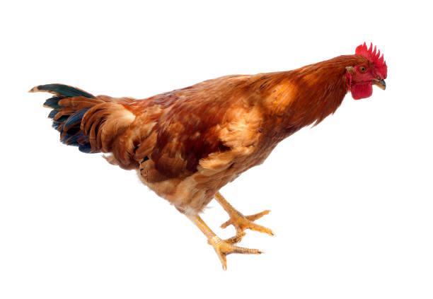 istock hen or rooster chicken isolated on white 1009857806