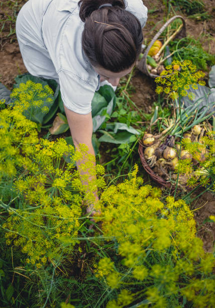istock Young Woman Harvesting Home Grown Vegetables 1009858526