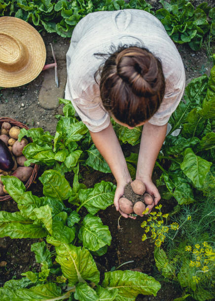 istock Young Woman Harvesting Home Grown Vegetables 1009858542