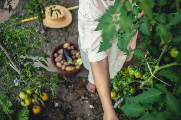 istock Young Woman Harvesting Home Grown Vegetables 1009858546
