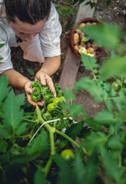 istock Young Woman Harvesting Home Grown Vegetables 1009858548