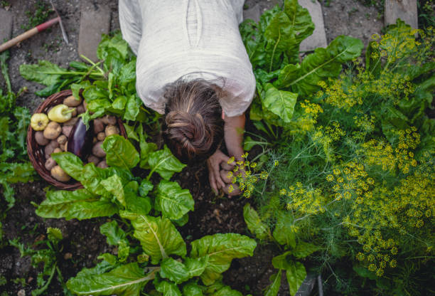 istock Young Woman Harvesting Home Grown Vegetables 1009858552