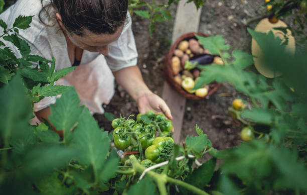 istock Young Woman Harvesting Home Grown Vegetables 1009858554
