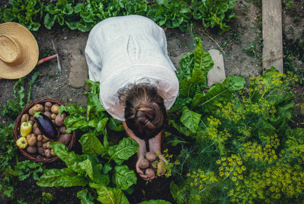 istock Young Woman Harvesting Home Grown Vegetables 1009858558