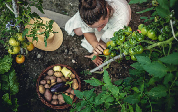 młoda kobieta zbiorów warzyw uprawianych w domu - planting tomato vegetable garden vegetable zdjęcia i obrazy z banku zdjęć
