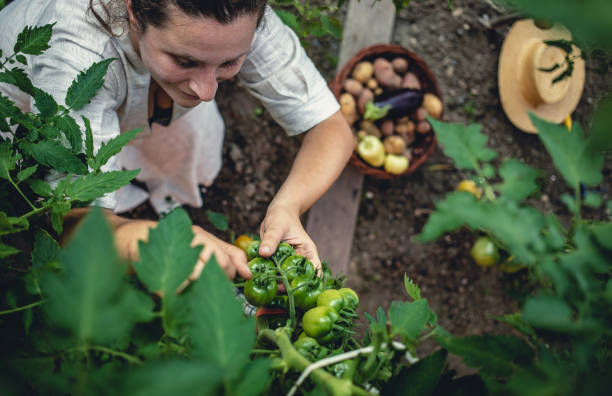 istock Young Woman Harvesting Home Grown Vegetables 1009858562