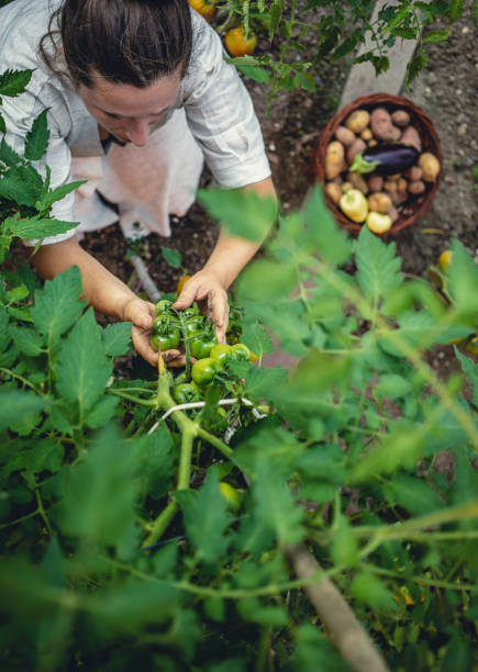 istock Young Woman Harvesting Home Grown Vegetables 1009858564