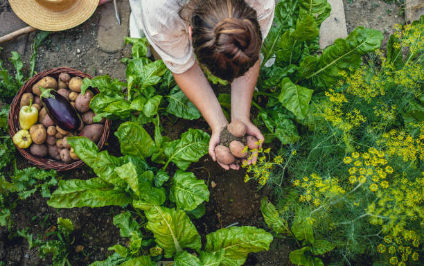 Young Woman Harvesting Home Grown Vegetables