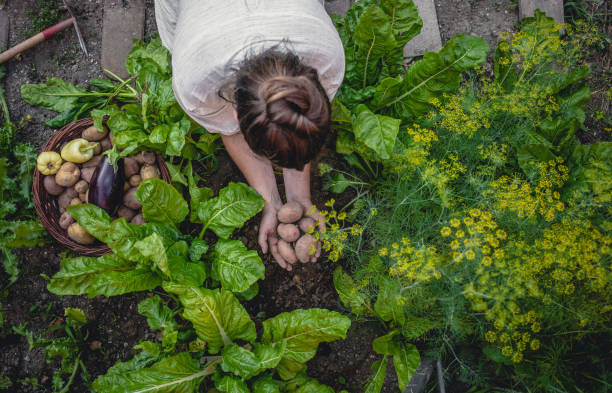 istock Young Woman Harvesting Home Grown Vegetables 1009858570