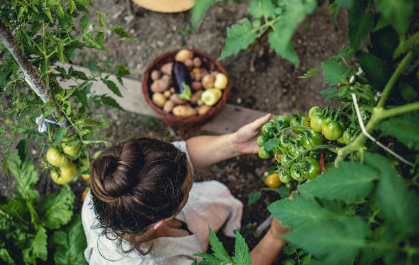 istock Young Woman Harvesting Home Grown Vegetables 1009858574