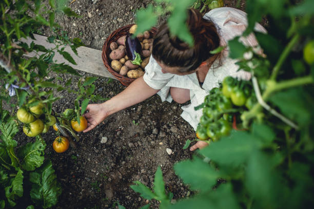 istock Young Woman Harvesting Home Grown Vegetables 1009858592