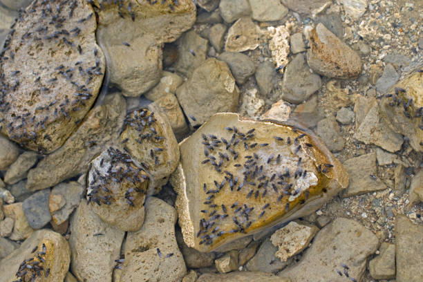 Free picture: flying, arthropod, insect, invertebrate, rock, stone ...