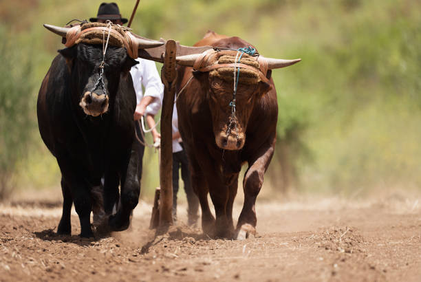 istock Farmer and son and buffalo plowing farmer field 1009860864