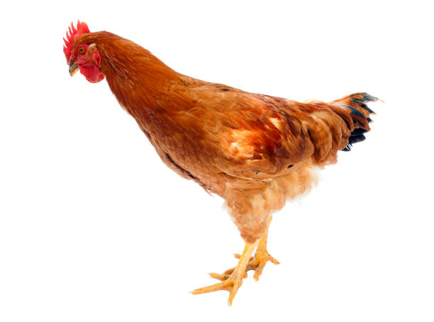 istock hen or rooster chicken isolated on white 1009861450
