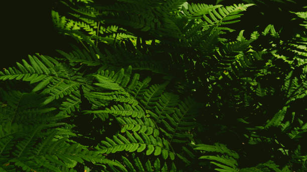 istock Photo of fern leaf in summer mixed forest 1009864794
