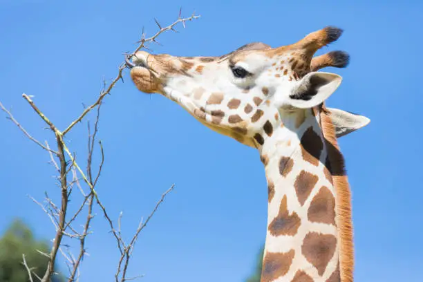 Rothschild s giraffe while eating Kenia Africa