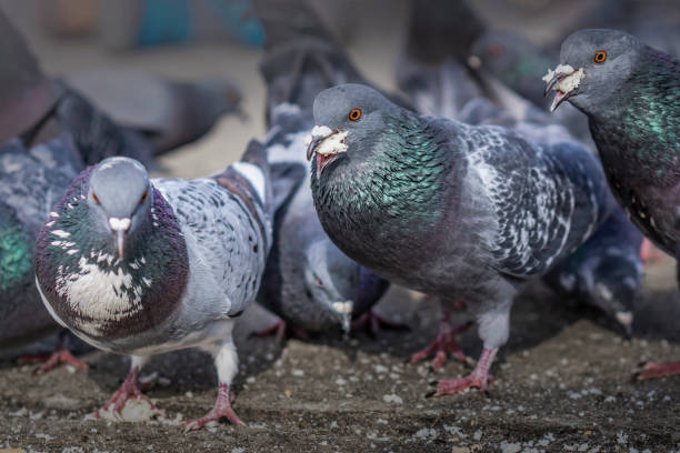 istock Pigeons in the park eating bread crumbs 1009867814