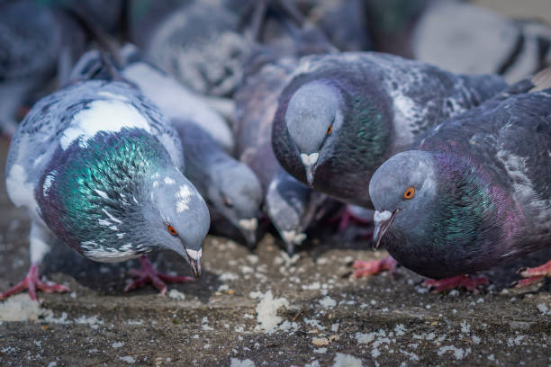 istock Pigeons in the park eating bread crumbs 1009867838
