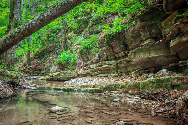 istock Mountain river flowing through the green forest 1009872094