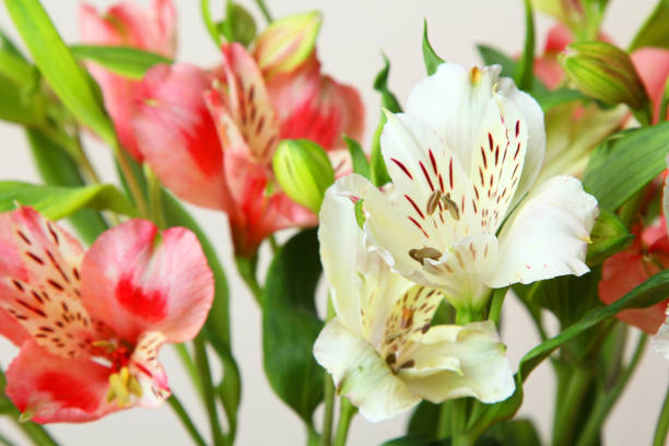 istock bouquet of alstromeries 1009876718