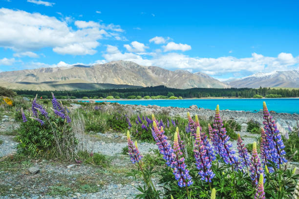 istock Lupine flowers blooming in Lake Tekapo 1009877042