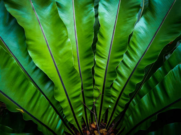 istock bird's nest fern backgrounds 1009877648