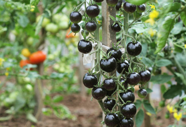 Black tomatoes on a branch in the garden. Indigo rose tomato stock photo