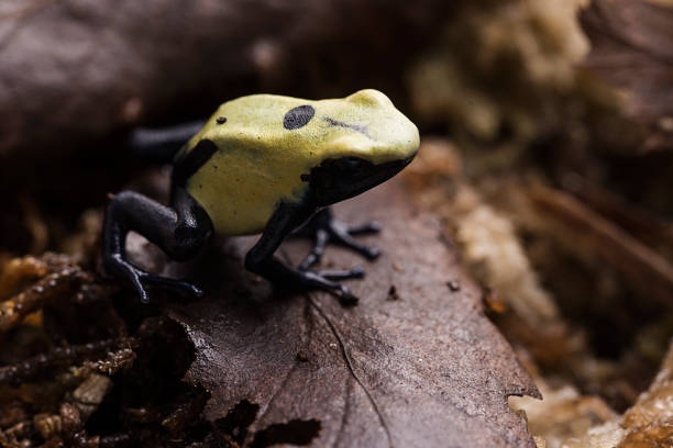 istock Yellow Dart Frog in terrarium on sphagnum moss 1009880198