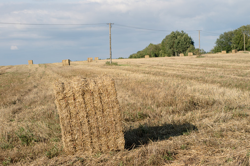 Sheaves of straw arranged in the field. Work done during harvest. Season of the summer