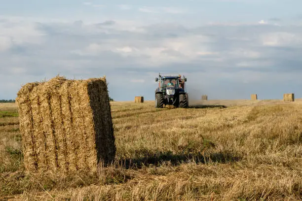 Photo of Sheaves of straw arranged in the field. Work done during harvest. Season of the summer