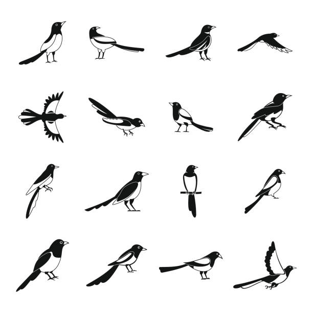 ilustraciones, imágenes clip art, dibujos animados e iconos de stock de urraca cuervo pájaro iconos conjunto, estilo simple - australian culture illustrations