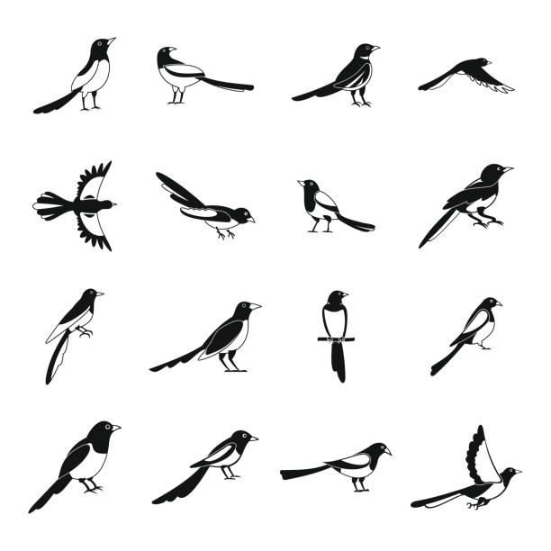 ilustrações de stock, clip art, desenhos animados e ícones de magpie crow bird icons set, simple style - australian culture illustrations