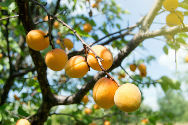 istock ripe apricots on a tree branch 1009889584