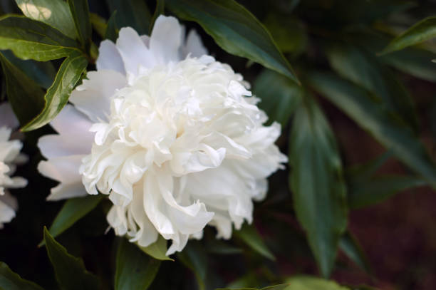 istock White peonies with unblown buds in the garden. 1009892746