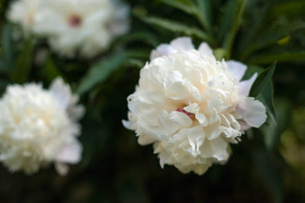 istock White peonies with unblown buds in the garden. 1009892754